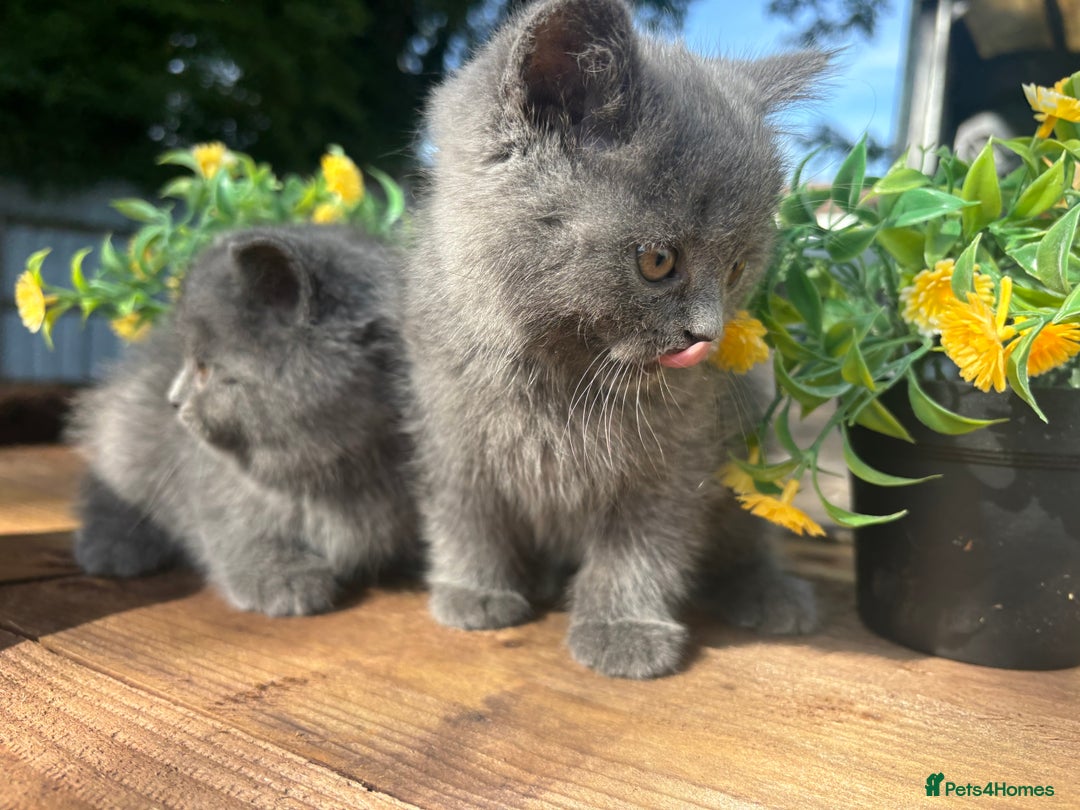British Shorthair cats for sale: 3 PURE BSH kittens - Image 1