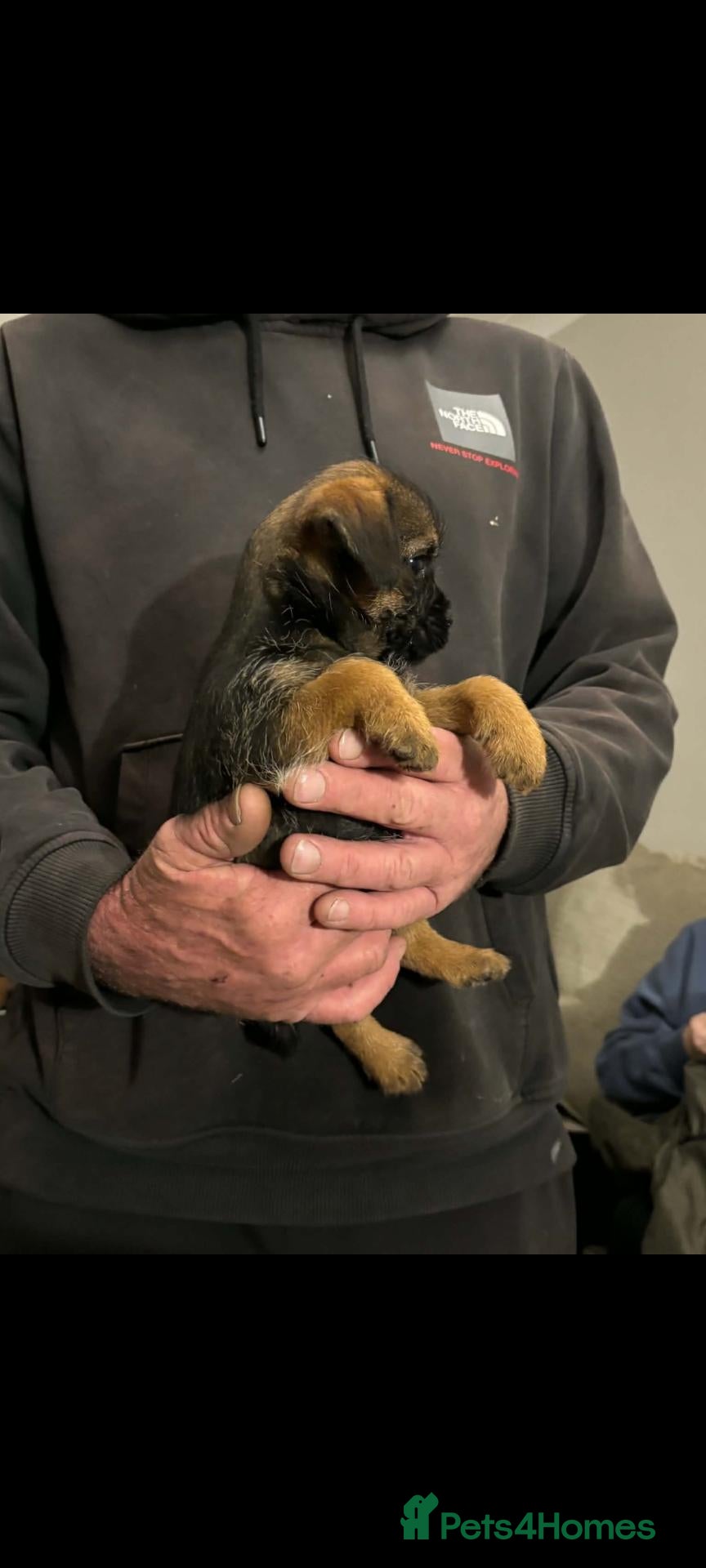 Border Terrier dogs Top quality kc border bitch - Advert 2