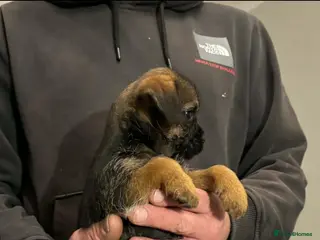 Border Terrier dogs Top quality kc border bitch - Advert 2