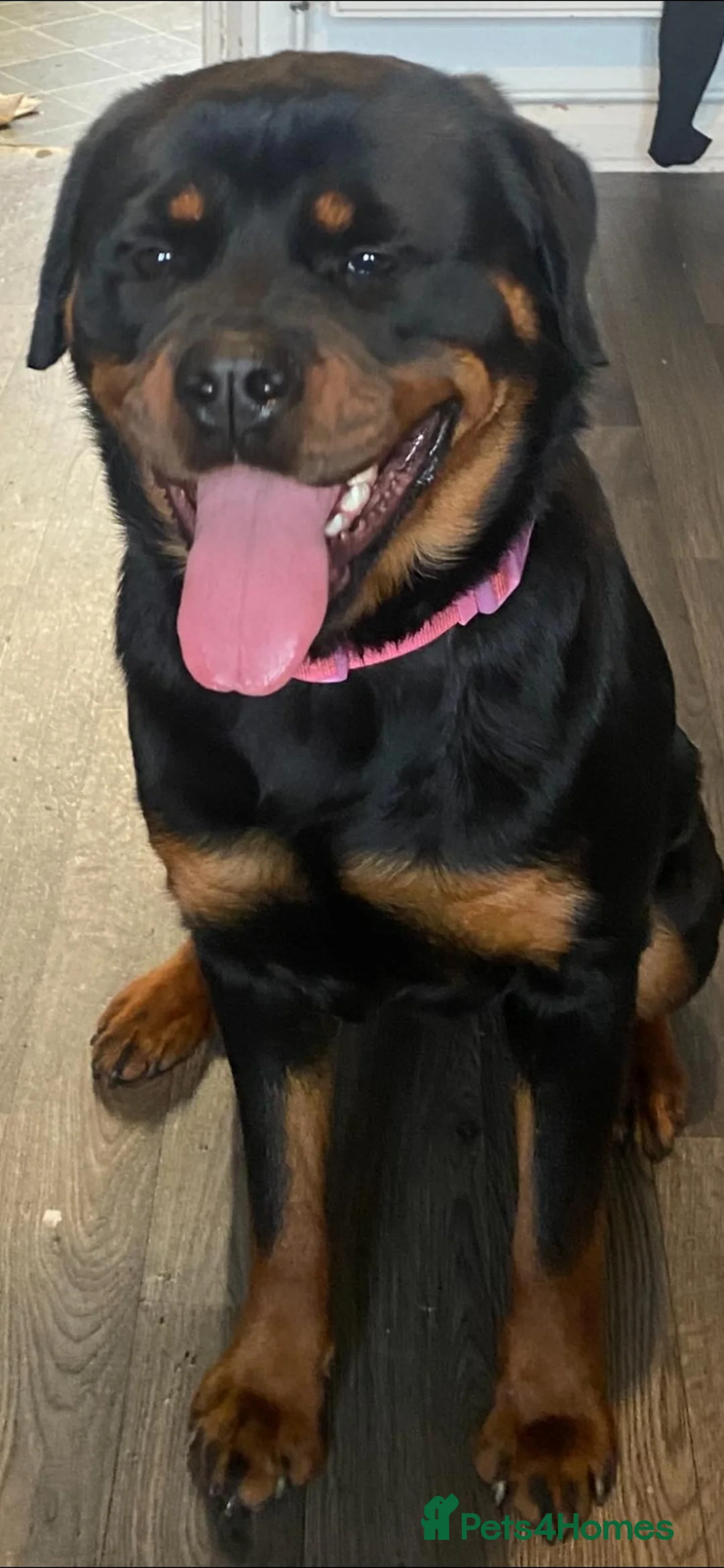 Rottweiler dogs for sale: Female Rottweiler  in Burton-on-Trent - Advert 1