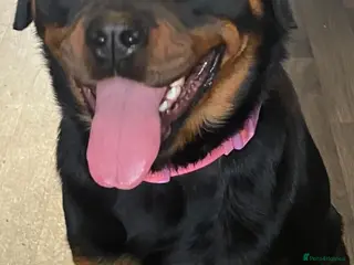 Rottweiler dogs Female Rottweiler - Advert 10