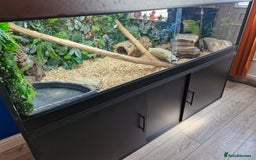 Boa Snake reptiles for sale: Female Boa Constrictor - Image 10