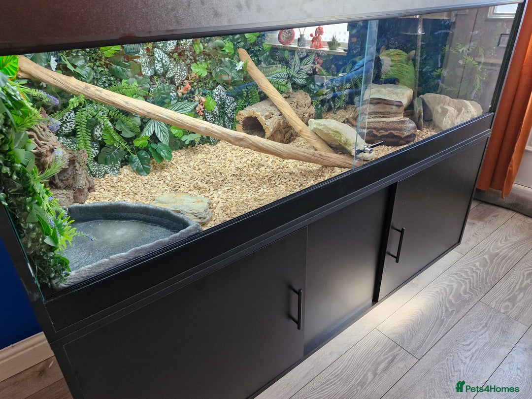 Boa Snake reptiles for sale: Female Boa Constrictor - Image 10