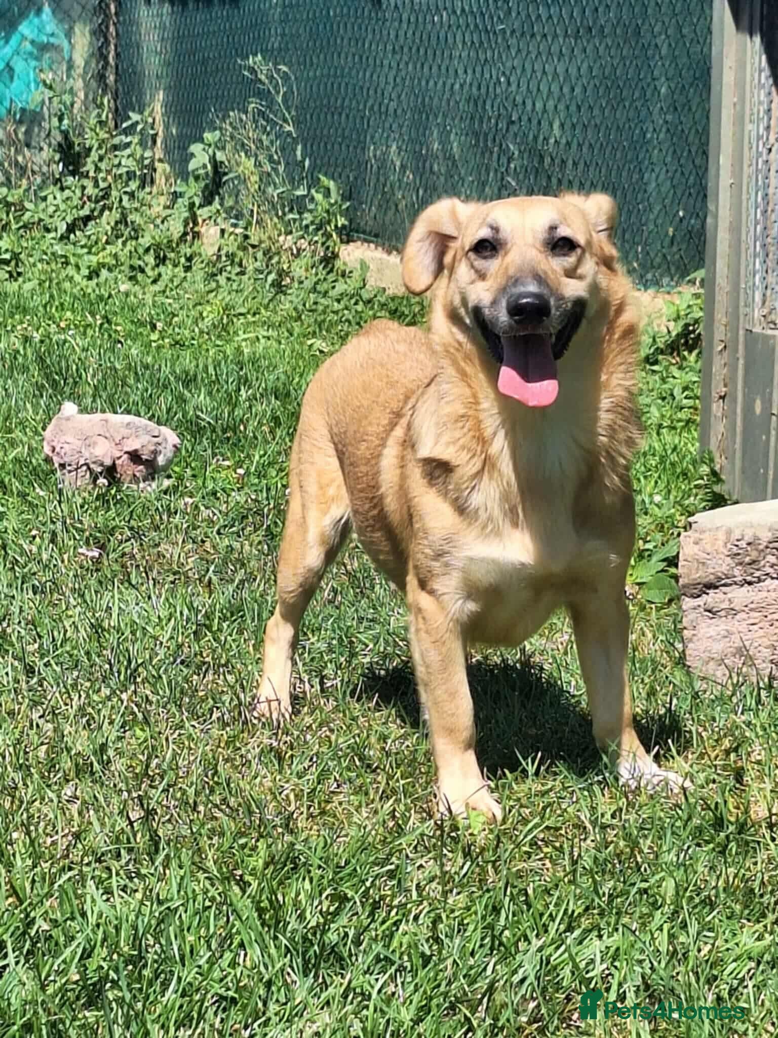 Mixed Breed dogs Daisy for adoption - Advert 1