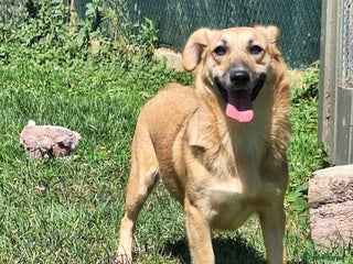 Mixed Breed dogs Daisy for adoption - Advert 1