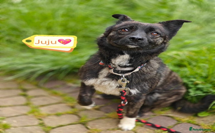 Mixed Breed dogs - Advert 2