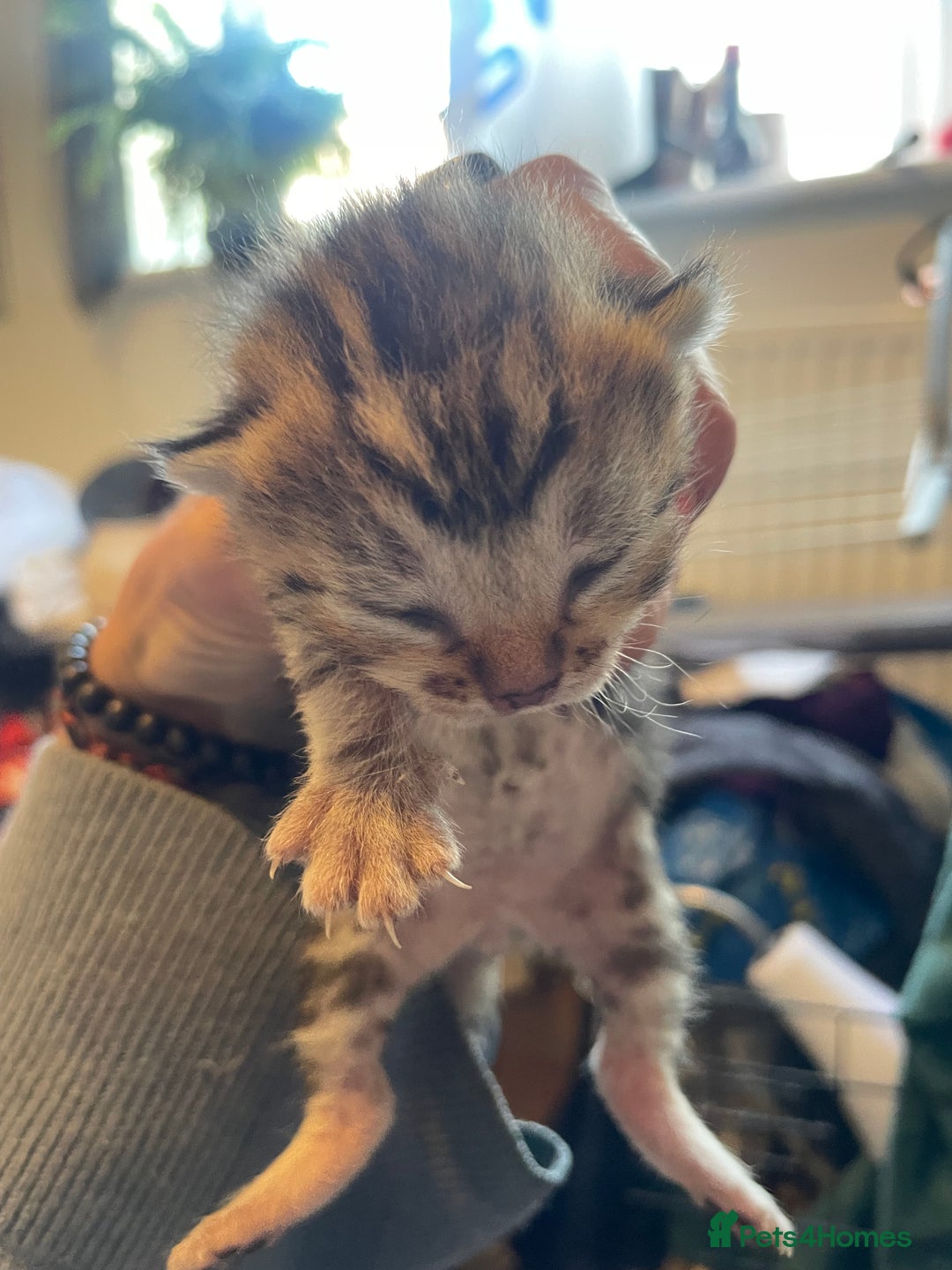 Bengal cats for sale: 9 BENGAL RAGDOLL X KITTENS - Image 25