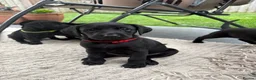 Labrador Retriever dogs for sale: Labrador Puppies - Advert 8