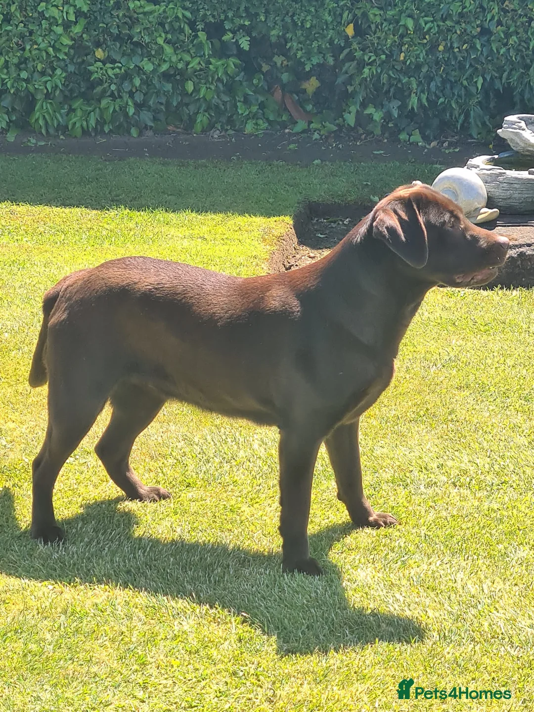 Labrador Retriever dogs for sale: Beautiful Labrador puppies  - Advert 11