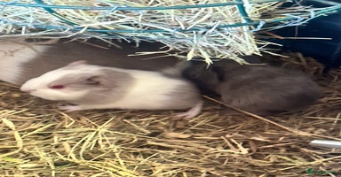Guinea Pig rodents - Advert 13