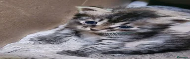Siberian 4
