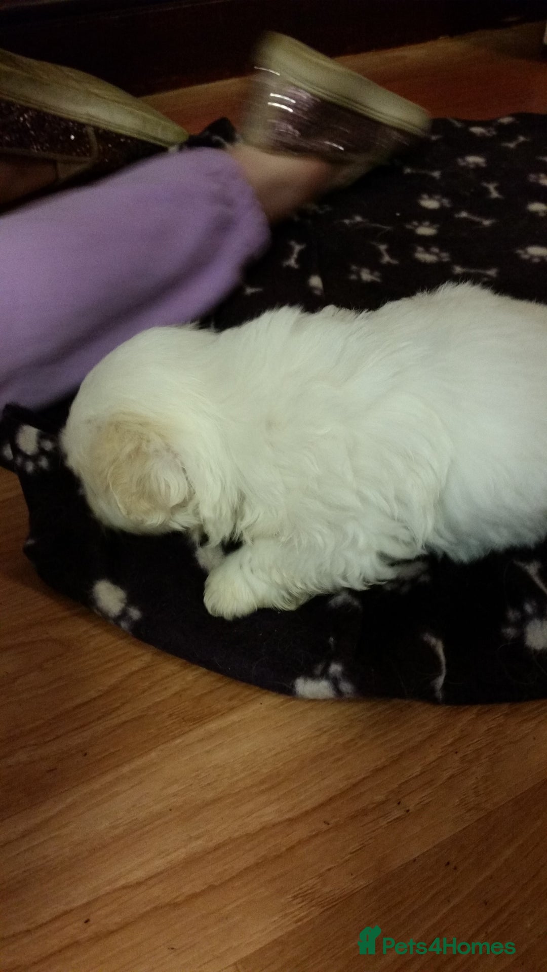 Coton De Tulear dogs for stud: Stud coton de tulear - Advert 1