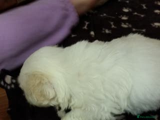 Coton De Tulear dogs Stud coton de tulear - Advert 1
