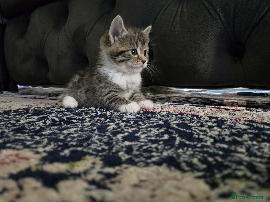 British Longhair cats for sale: 🐾 ADORABLE KITTENS FOR SALE 🐾 - Image 8