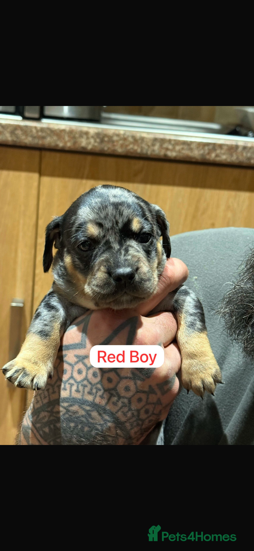 Mixed Breed dogs for sale: 🐾 Beautiful French Bull Weiners 🐾  - Advert 14