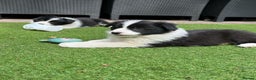 Border Collie dogs for sale: Intelligent & Playful: Border Collie Pups - Advert 7
