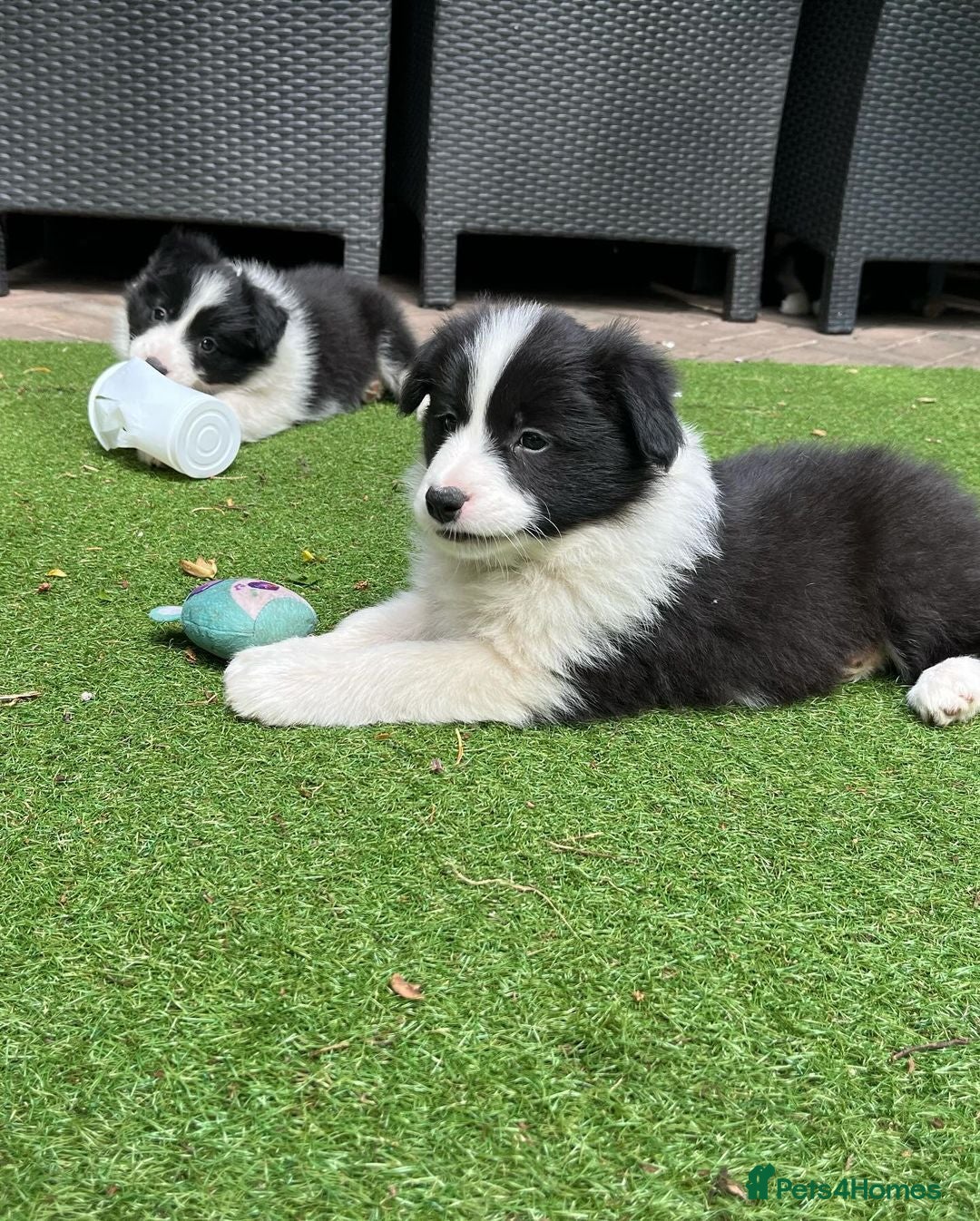 Border Collie dogs for sale: Intelligent & Playful: Border Collie Pups - Advert 7