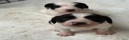 Sprollie dogs for sale: Border collie x Springer spaniel  in York - Advert 4