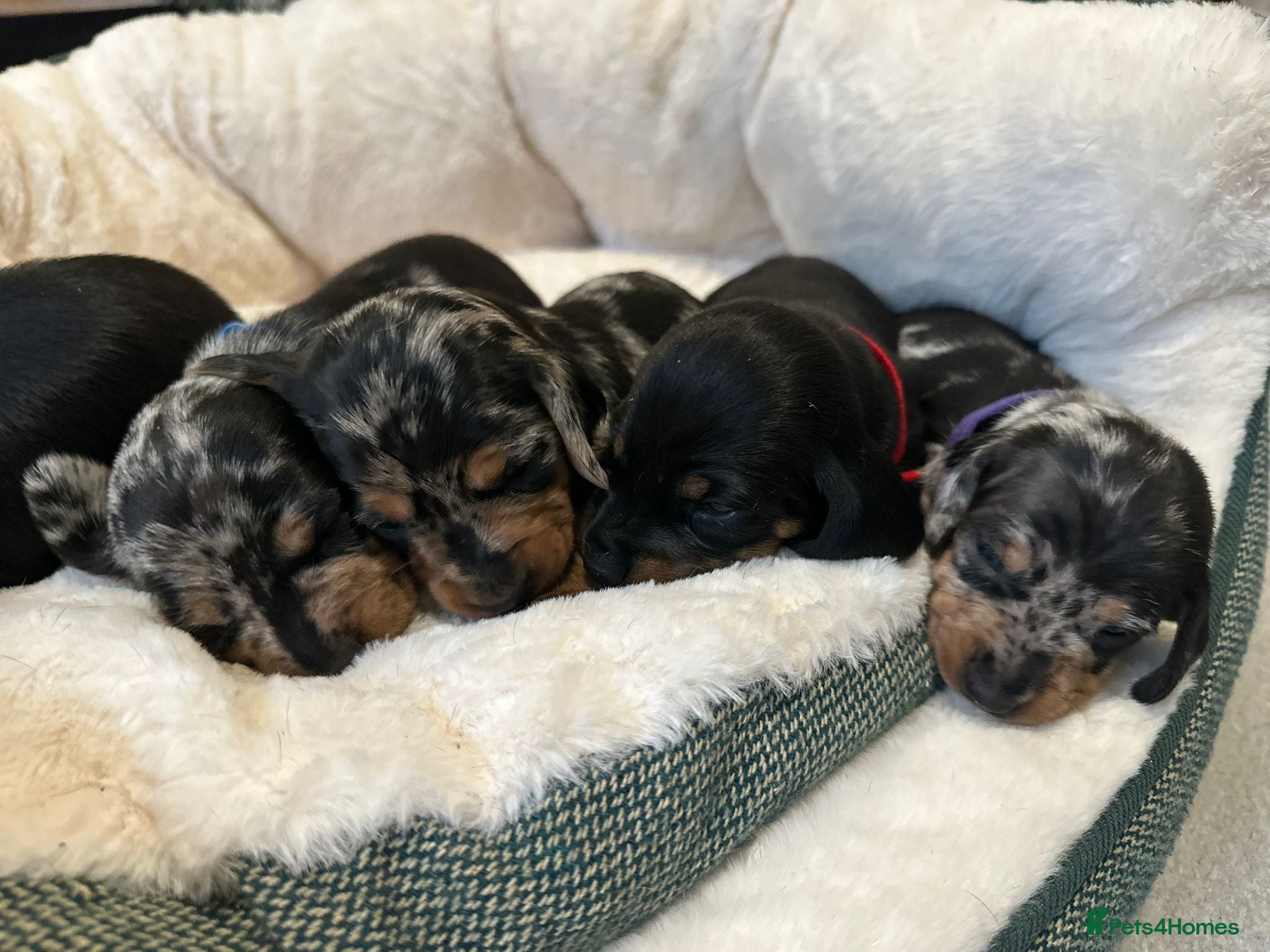 Miniature Dachshund dogs Miniature Dachshund Puppies - Advert 1