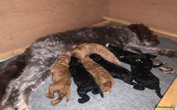 Labradoodle dogs for sale: F1b Miniature Labradoodle Puppies  - Advert 15