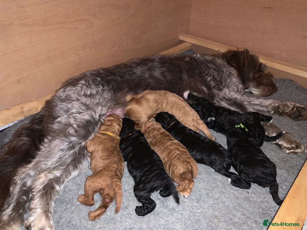 Labradoodle dogs for sale: F1b Miniature Labradoodle Puppies  - Advert 15