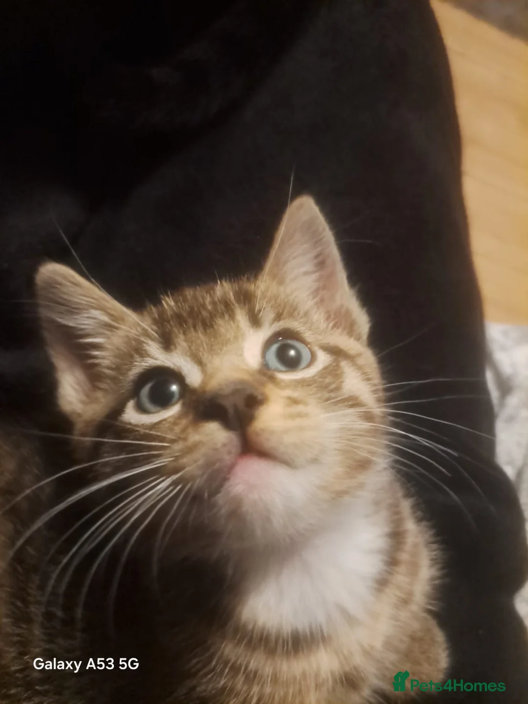 Mixed Breed cats for sale: 2 beautiful boys 🐾 - Advert 2