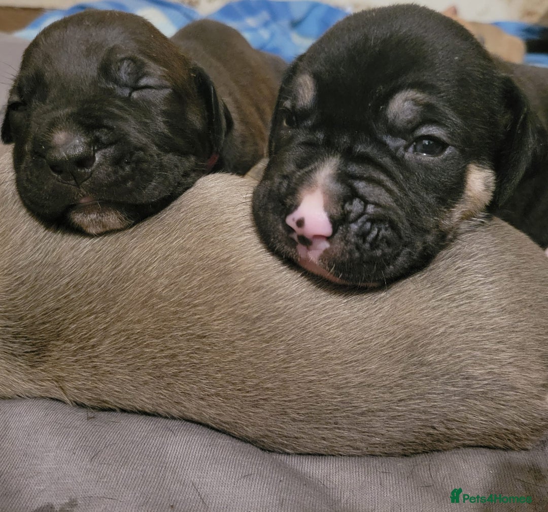 Presa Canario dogs for sale: Stunning litter of Presa Canario Puppies - Image 3