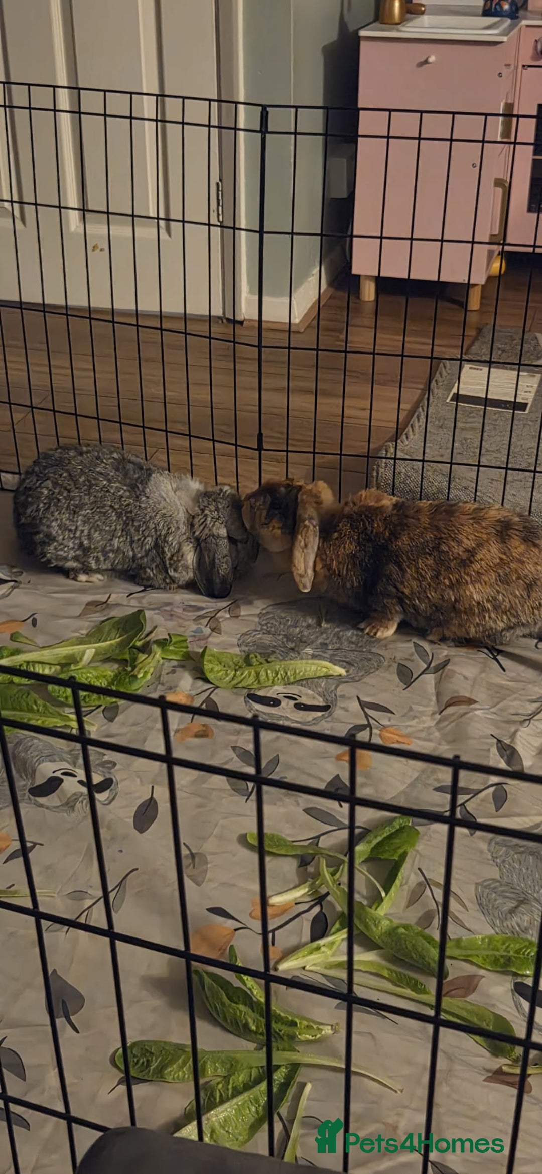 Mixed Breed rabbits for sale: Doc and luna  - Image 1