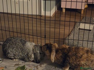 Mixed Breed rabbits - Advert 9