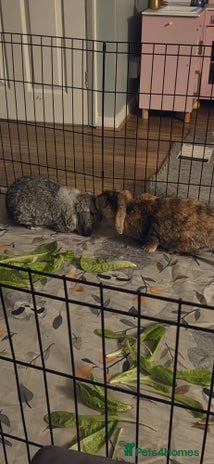 Mixed Breed rabbits Doc and luna - Advert 7