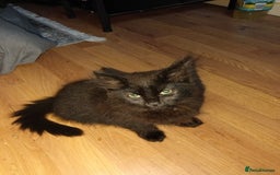 British Longhair cats for sale: 3 kittens for sale, preferably together - Image 1