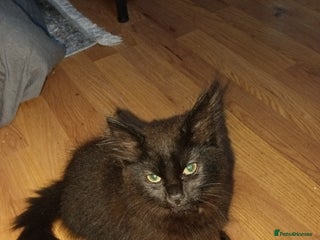 British Longhair cats - Advert 19