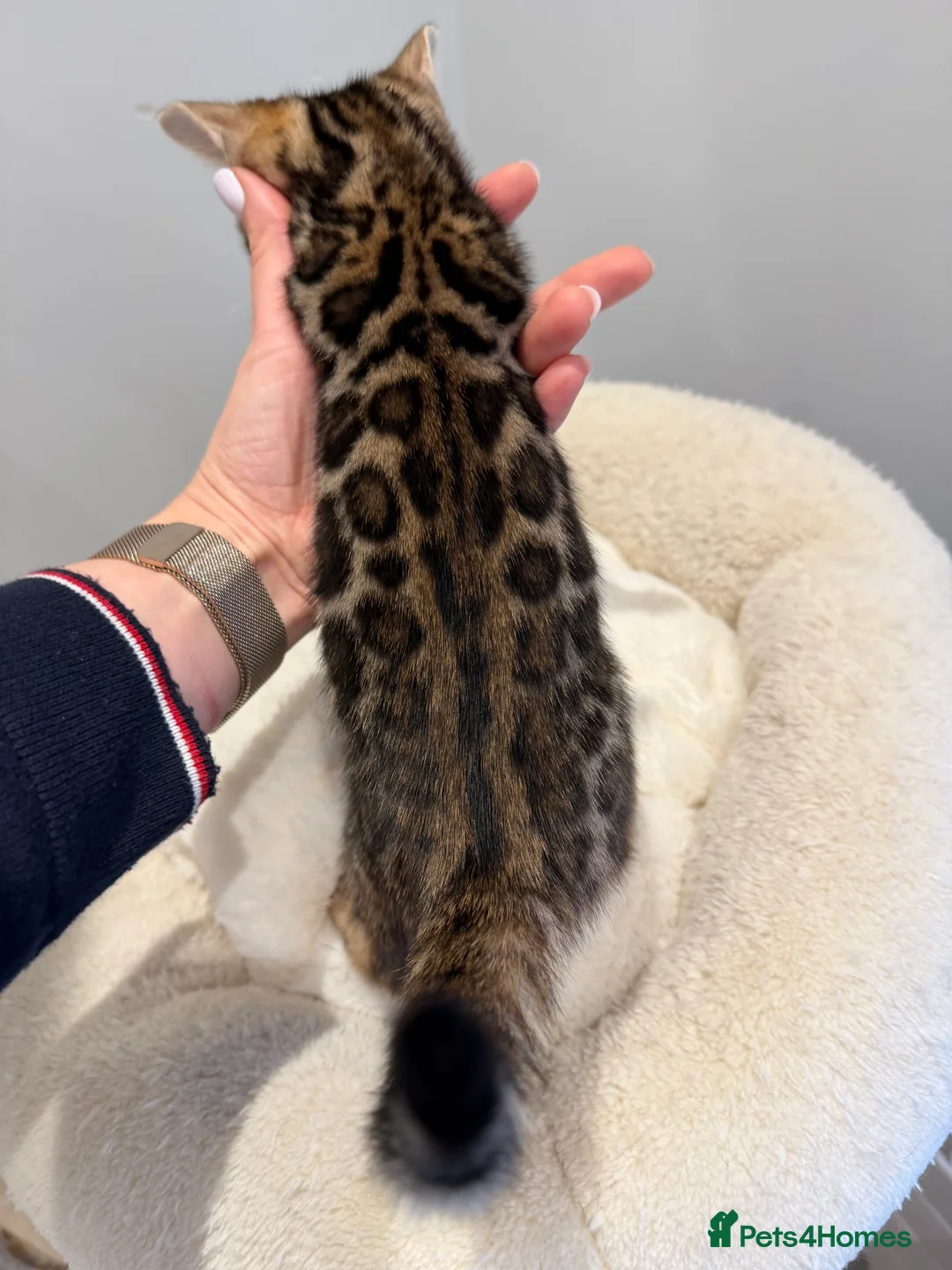 Bengal cats for sale: Bengal kittens 🥰🥰🥰🇬🇧🇬🇧🇬🇧 - Advert 9