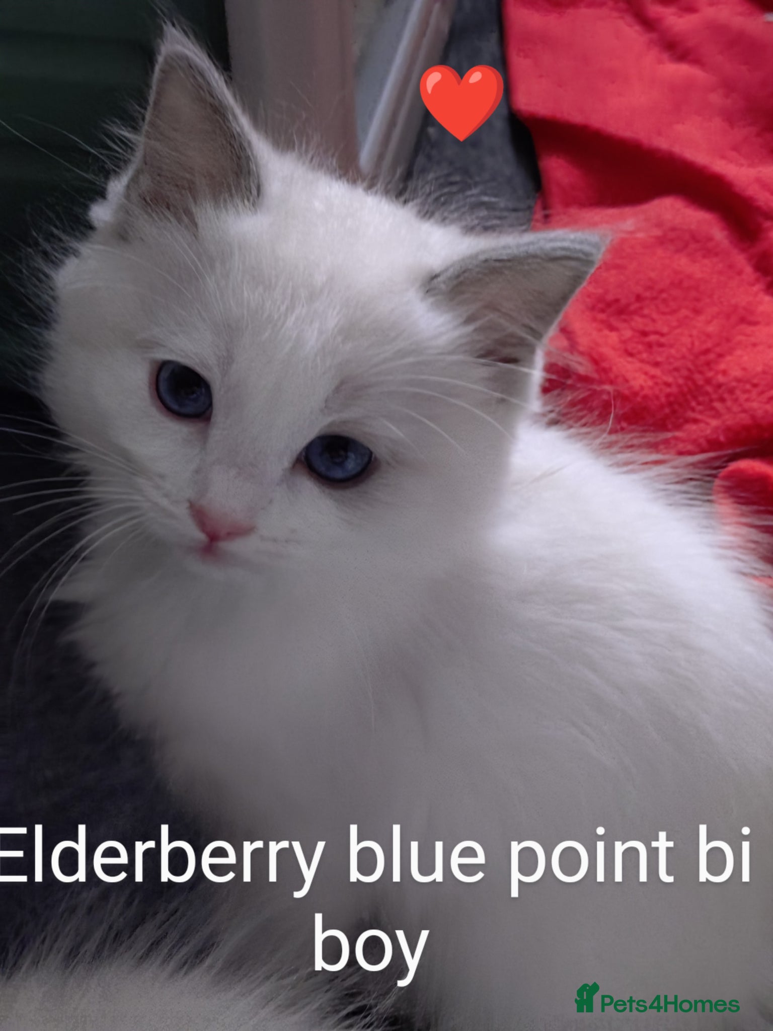 Ragdoll cats GCCF registered pedigree ragdoll kittens for sale  - Advert 1