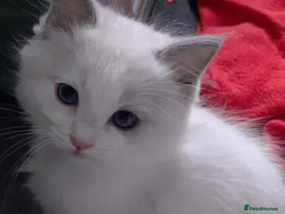 Ragdoll cats GCCF registered pedigree ragdoll kittens for sale - Advert 1