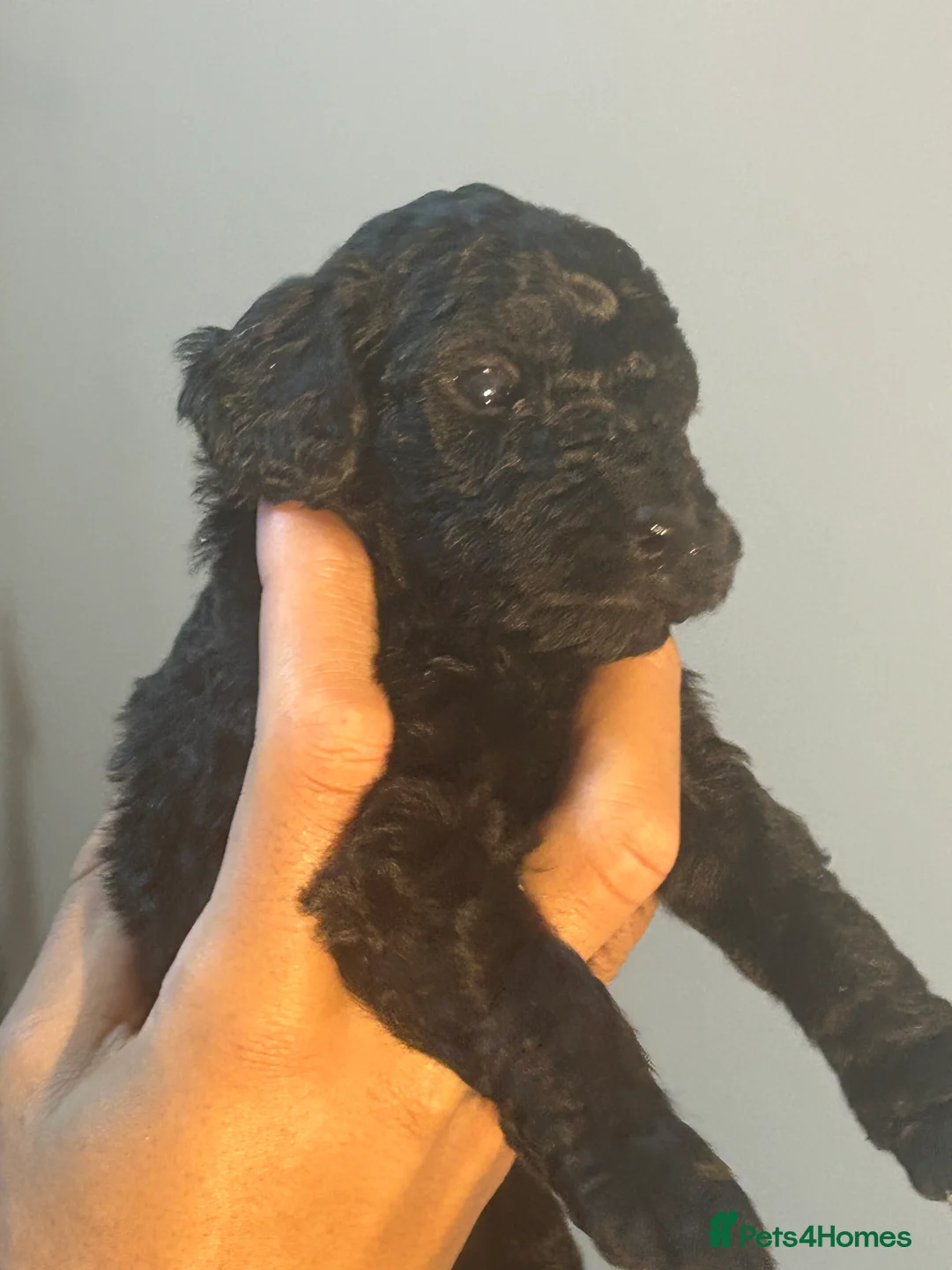 Cockapoo dogs for sale: Beautiful cockpoo - Advert 6