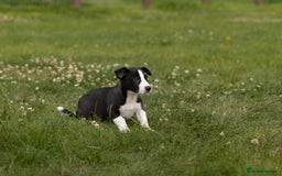 Mixed Breed dogs for sale: 🐾 Jack Russell x Border Collie Puppies  - Image 28