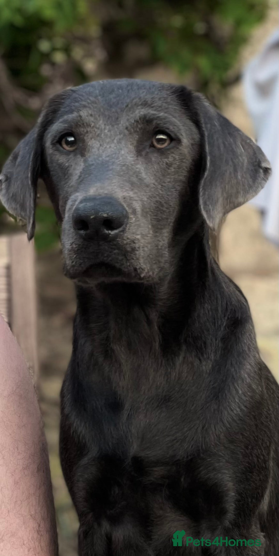 Australian Labradoodle dogs for sale: READY NOW! Stunning Lab x Australian Labradoodles - Image 24