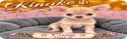 Chihuahua dogs for sale: 🐾3 Beautiful Chihuahua Puppies Raised with Care  in St Albans - Advert 3