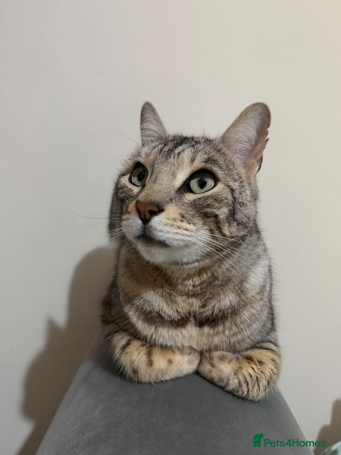 Bengal cats 3 year old bengal  - Advert 1