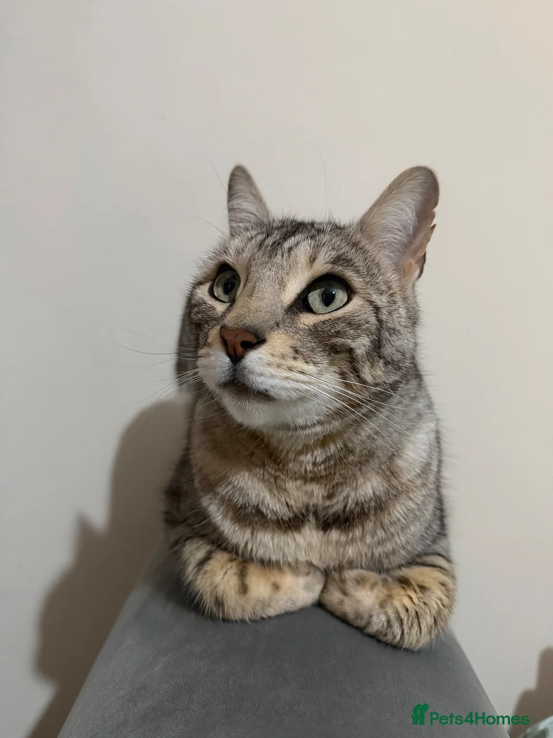 Bengal cats for sale: 3 year old bengal  in Salisbury - Advert 1