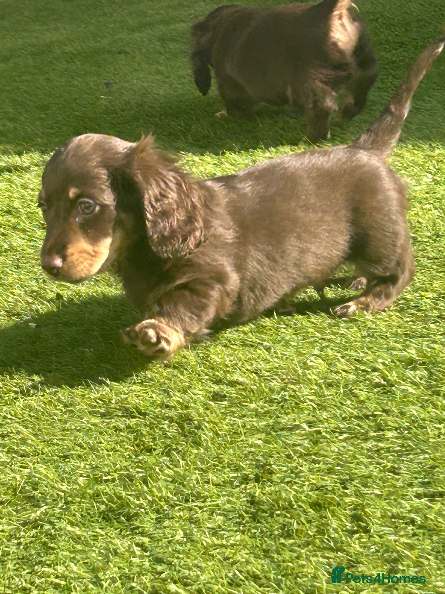Miniature Dachshund dogs Long hair miniature dachshund puppies  - Advert 1