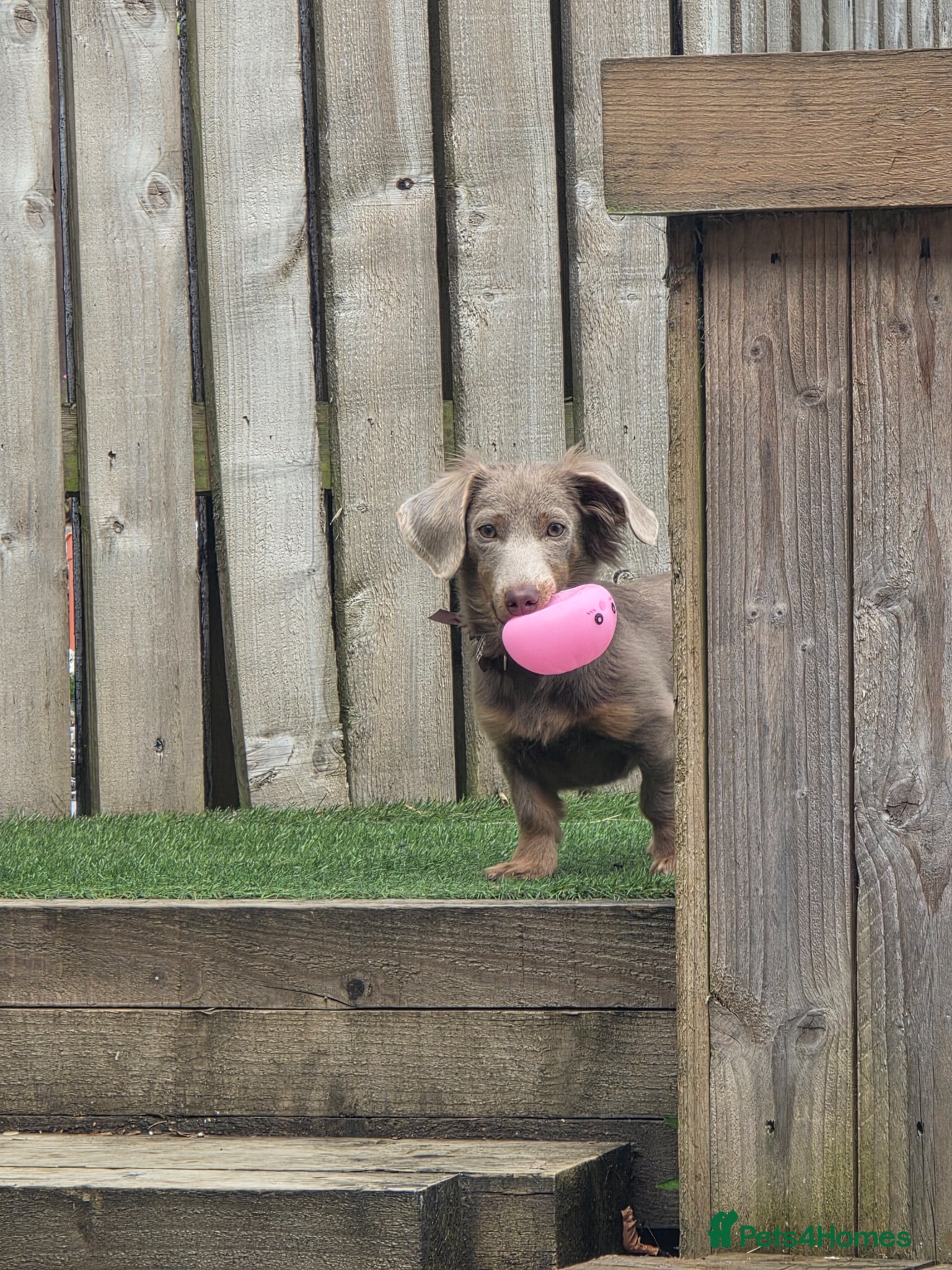 Miniature Dachshund dogs for sale: Mr Marley  in Glasgow - Advert 6