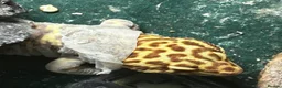 Leopard Gecko reptiles for sale: Leopard Gecko - Albie in Bristol - Advert 6