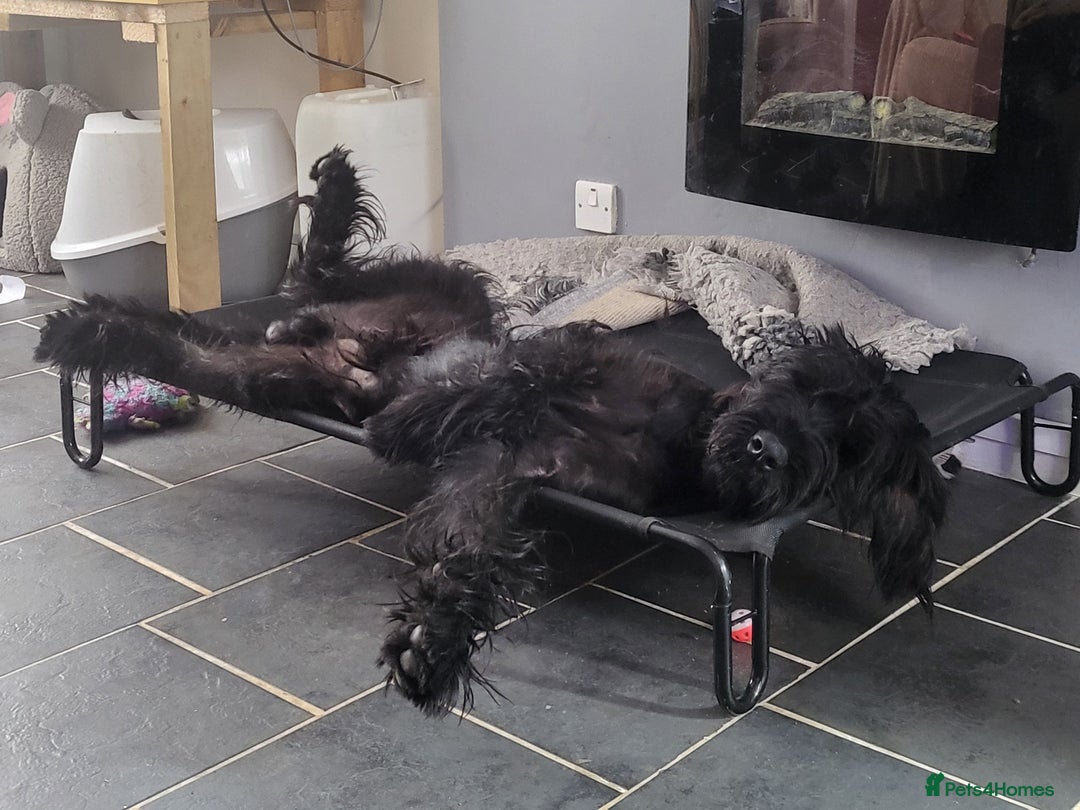 Giant Schnauzer dogs for stud: 🐾 Working Line Giant Schnauzer 🐾 - Advert 3
