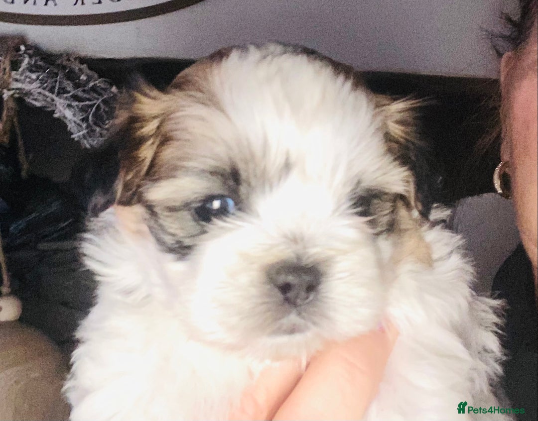 Shih Tzu dogs for sale: STUNNING BLACK MASK PUPS PLUS PARTI COLOUR  - Advert 4