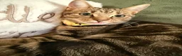 Mixed Breed cats for sale: Rehome for Hazel tabby cat  - Advert 2