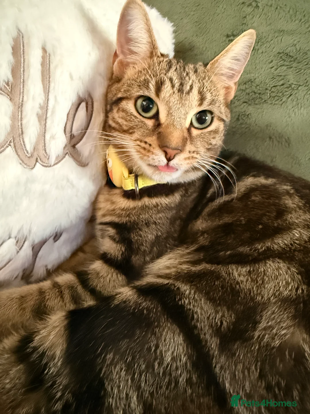 Mixed Breed cats for sale: Rehome for Hazel tabby cat  - Advert 2