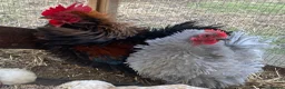 Chickens poultry for sale: Hatching Eggs, Chicks & Ducklings - Many Breeds - Advert 5