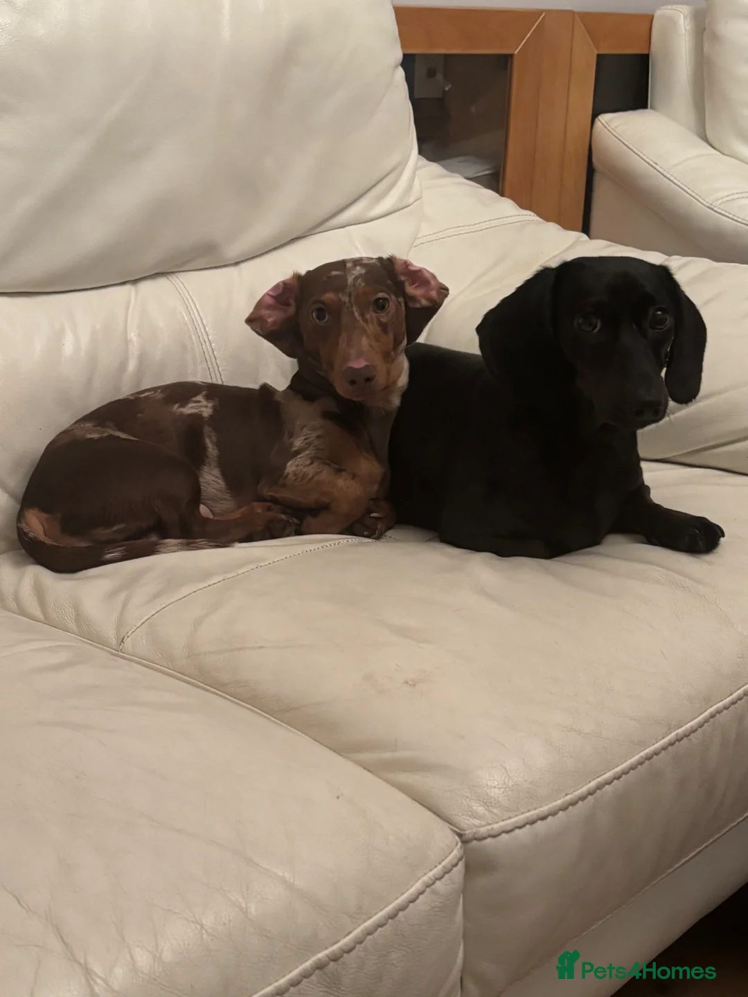 Miniature Dachshund dogs for sale: 🐾 Miniature Dachshund Puppies 2 Boys & 3 Girls 🐾 - Advert 13